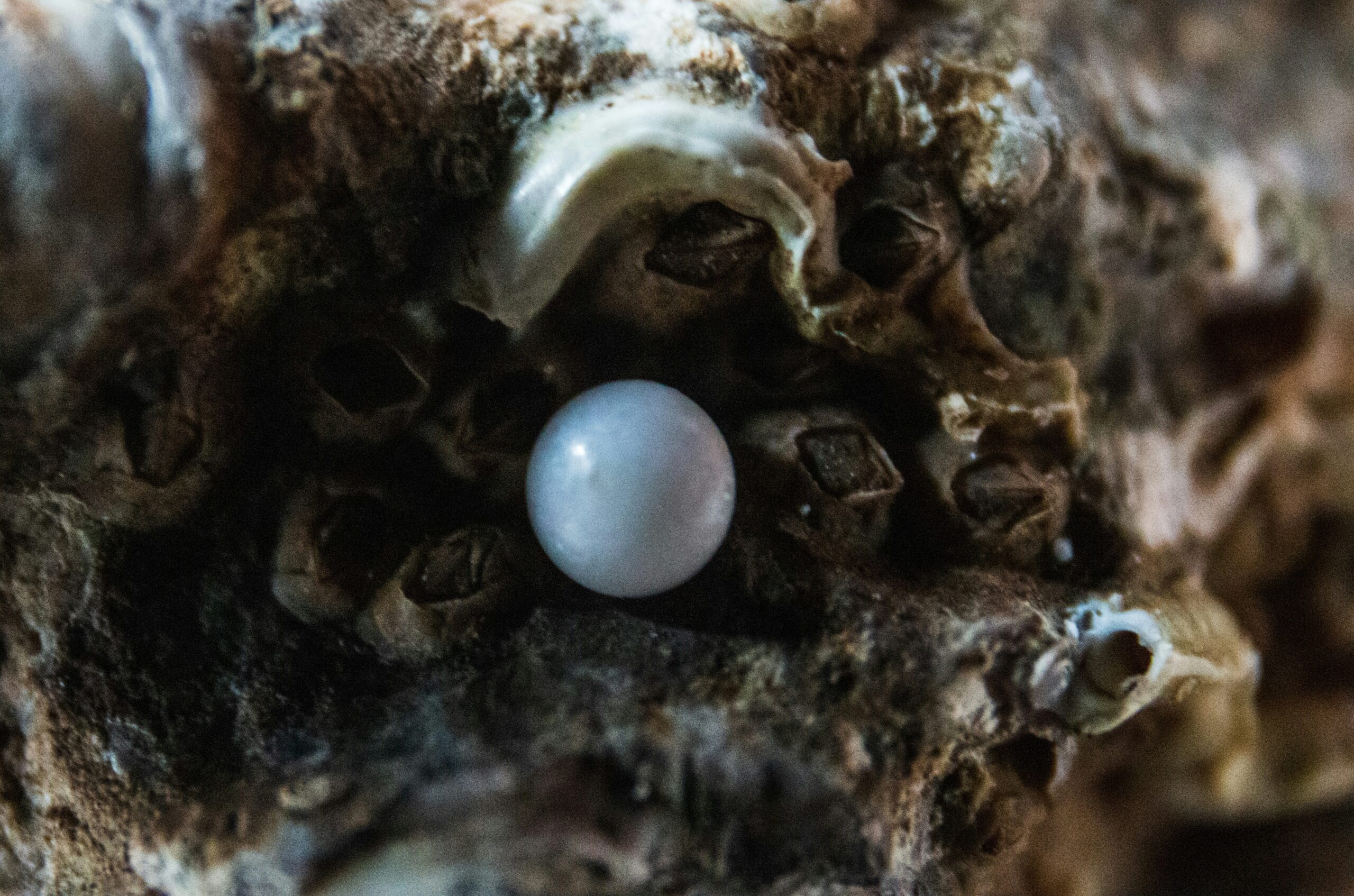 freshwater vs. saltwater pearls